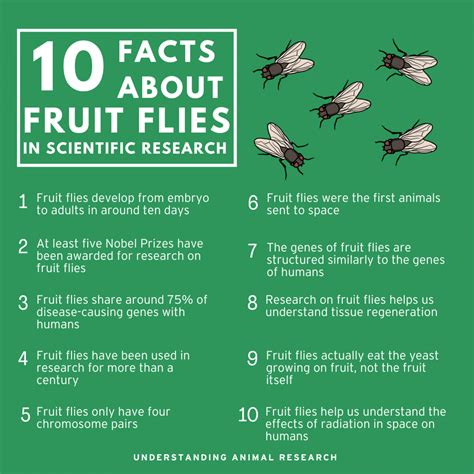 10 Facts Fruit Flies Understanding Animal Research 10 Facts Fruit Flies Understanding Animal Research