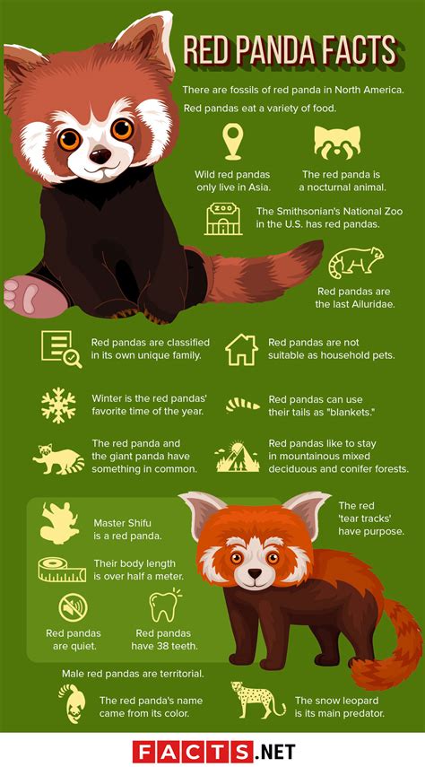 12 Facts About The Endangered Red Panda 12 Facts About The Endangered Red Panda