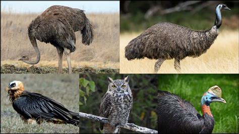 5 Most Dangerous Birds In The World 2023 Version Deadliest Bird Youtube 5 Most Dangerous Birds In The World 2023 Version Deadliest Bird Youtube