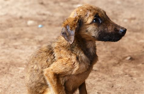 5 Ways To Help Stop Animal Cruelty The Shaker Bison