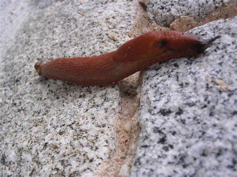 6 Ways To Get Rid Of Slugs In Your House Dengarden 6 Ways To Get Rid Of Slugs In Your House Dengarden