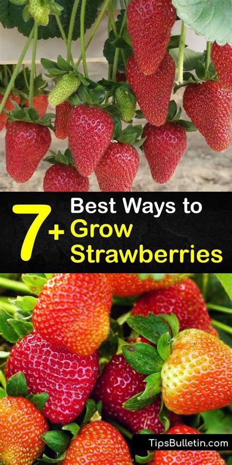 7 Best Ways To Grow Strawberries