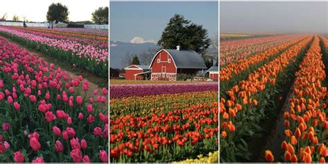 7 Tulip Farms To Visit In America How To Visit Tulip Farms 7 Tulip Farms To Visit In America How To Visit Tulip Farms
