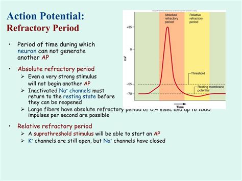 Action Potential Propagation And The Refractory Period Explained Action Potential Propagation And The Refractory Period Explained