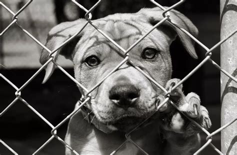 5 Ways Stop Animal Abuse