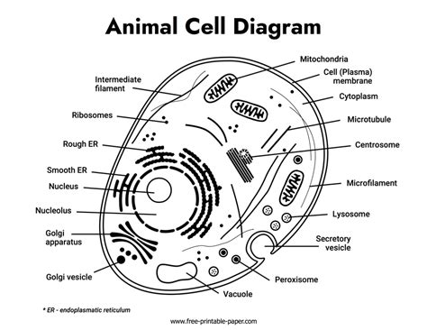 Animal Cell Diagram Free Printable Paper Com Animal Cell Diagram Free Printable Paper Com