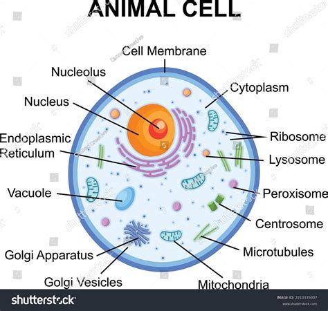 5 Parts Animal Cell