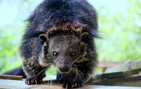 Binturong Smells Like Popcorn Animal