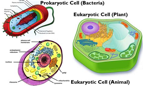 Plant Cells Are Eukaryotic