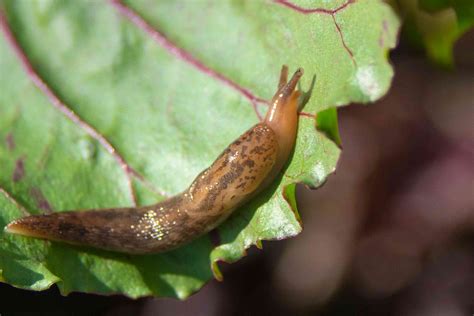 Are Slugs Bad For Your Garden Fasci Garden Are Slugs Bad For Your Garden Fasci Garden