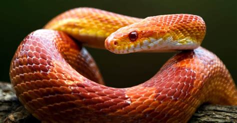 5 Facts About Snakes