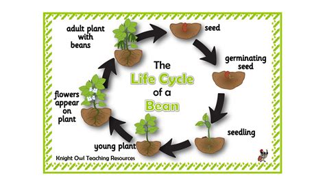Bean Life Cycle Poster Bean Life Cycle Poster