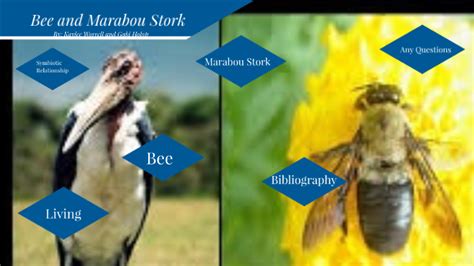 5 Bee Stork Facts