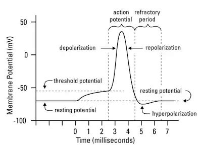 Bioelectric Potentials Resting Action Potentials Electricalvoice Bioelectric Potentials Resting Action Potentials Electricalvoice