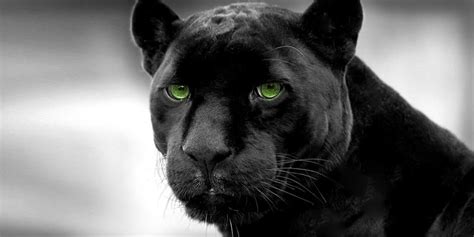 Black Panther Myths And Facts Dinoanimals Com Black Panther Myths And Facts Dinoanimals Com