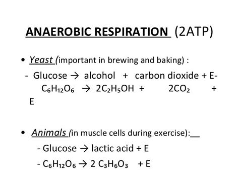 Chemical Equation For Anaerobic Respiration Chemical Equation For Anaerobic Respiration