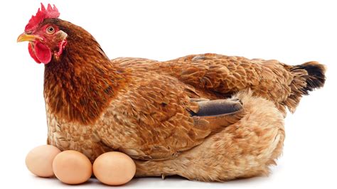 5 Facts About Eggs