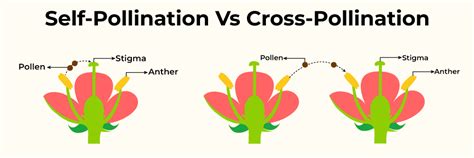 Cross Pollination Boosts Genetic Variation