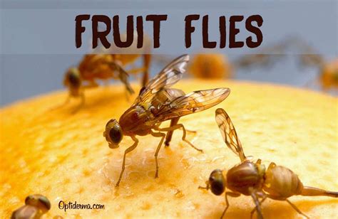 5 Facts About Fruit Flies Biting