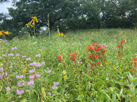 Eloise Butler Wildflower Garden And Bird Sanctuary Flickr Eloise Butler Wildflower Garden And Bird Sanctuary Flickr