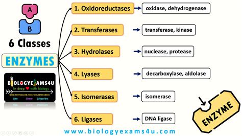 Enzymes Definition Classification Functions Enzymes Definition Classification Functions