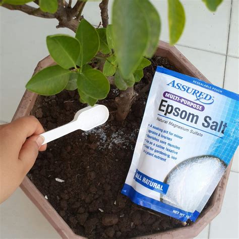 Epsom Salt Benefits For Plants