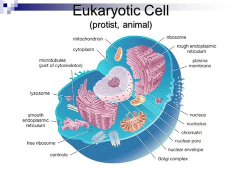Eukaryotic Animal Cell Diagram Labeled Eukaryotic Animal Cell Diagram Labeled