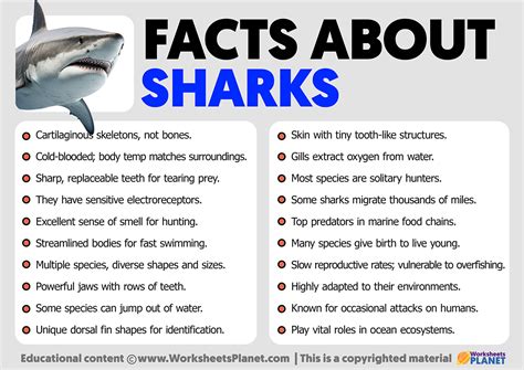 Facts About Sharks Facts About Sharks