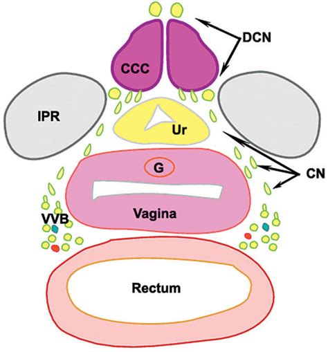 Figure 2 From Is The Female G Spot Truly A Distinct Anatomic Entity Figure 2 From Is The Female G Spot Truly A Distinct Anatomic Entity