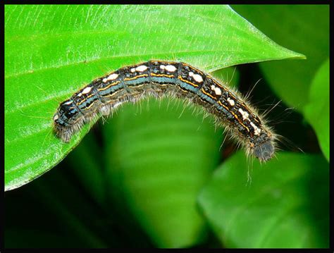 5 Ways Forest Tent Worms Damage Trees