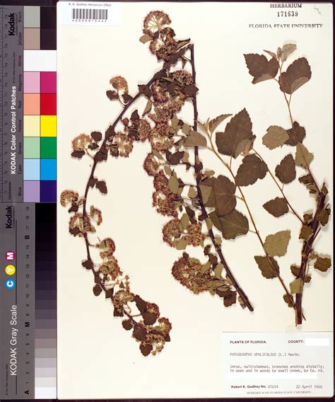 Fsu Robert K Godfrey Herbarium Visits Fsu Robert K Godfrey Herbarium Visits