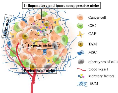 General Overview Of The Components Of The Csc Niche Cellular Download Scientific Diagram General Overview Of The Components Of The Csc Niche Cellular Download Scientific Diagram
