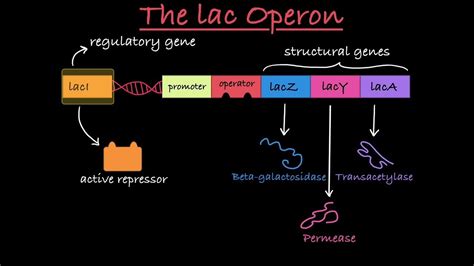 Genetics Part 15 Lac Operon Neet Ncert Biology Youtube Genetics Part 15 Lac Operon Neet Ncert Biology Youtube