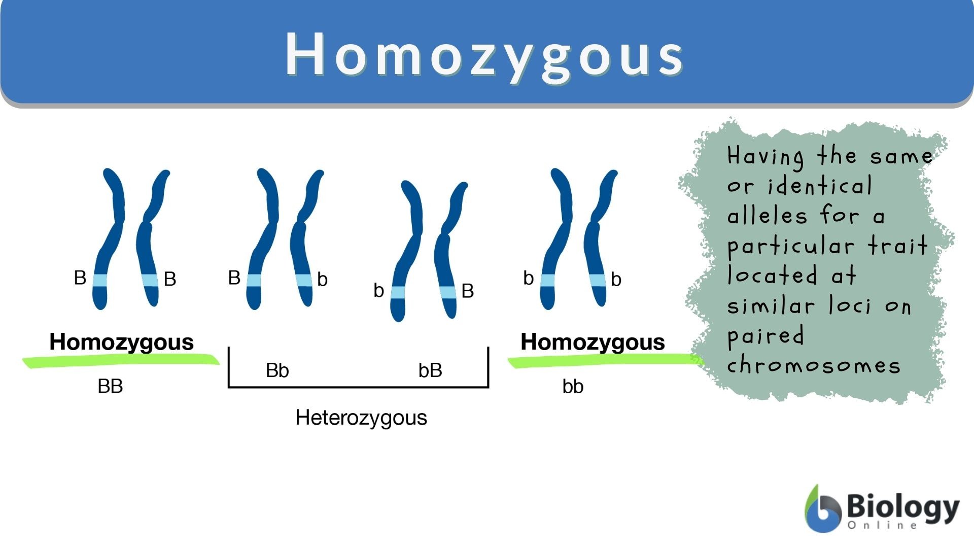 Glycolysis Definition And Examples Biology Online Dictionary Glycolysis Definition And Examples Biology Online Dictionary