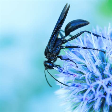 Great Black Wasp Facts Great Black Wasp Facts