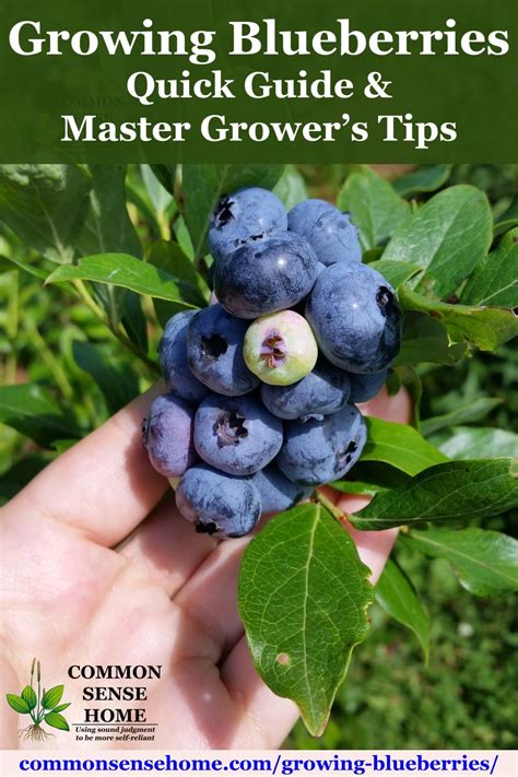 Growing Blueberries Quick Guide And Master Grower S Tips Growing Blueberries Quick Guide And Master Grower S Tips