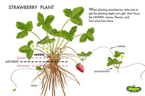 Growing Strawberries Tips On Planting Strawberries Bonnie Plants