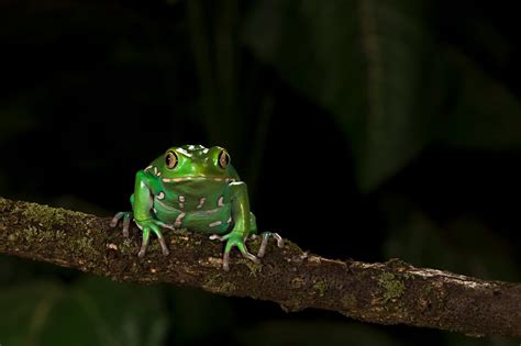 Horse Racing Discovers New Drug Problem One Linked To Frogs The New Horse Racing Discovers New Drug Problem One Linked To Frogs The New