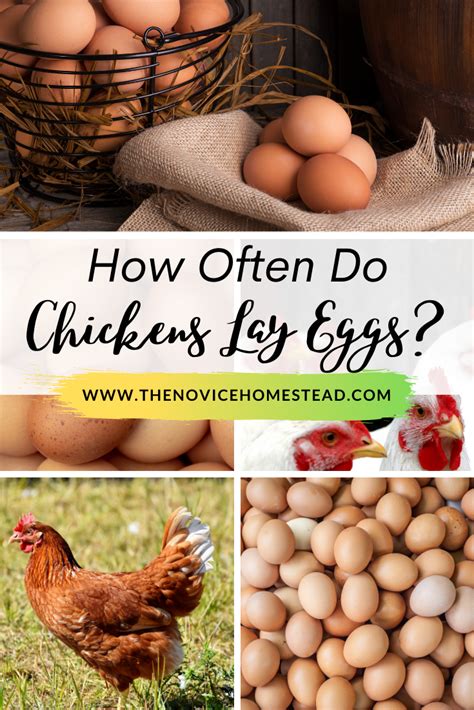 Chickens Lay Eggs How Often