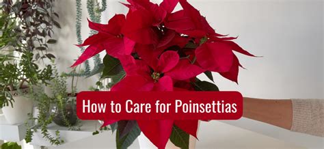 How To Care For Poinsettias All You Need To Know How To Care For Poinsettias All You Need To Know