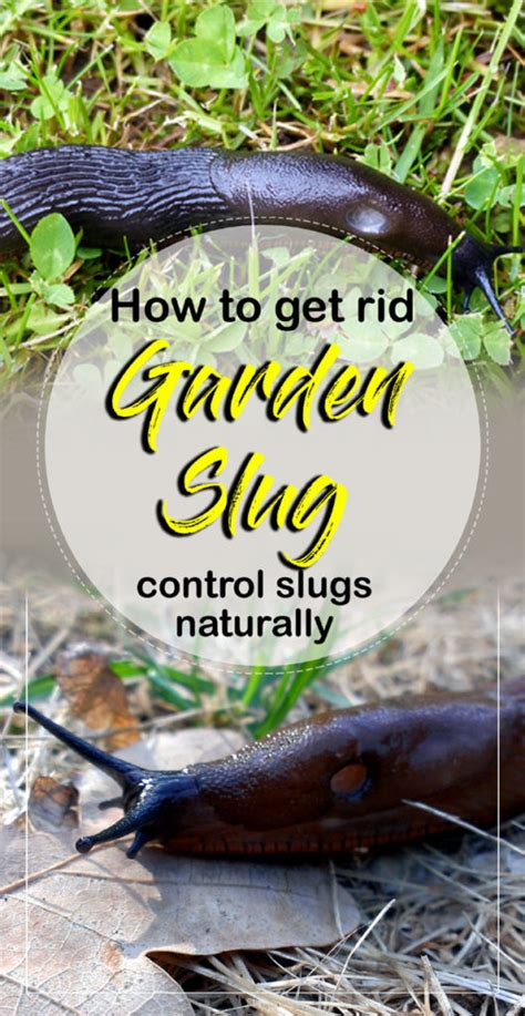 How To Get Rid Of Garden Slug 10 Ways To Control Slugs Naturally How To Get Rid Of Garden Slug 10 Ways To Control Slugs Naturally