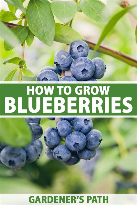 Planting Blueberries Made Easy