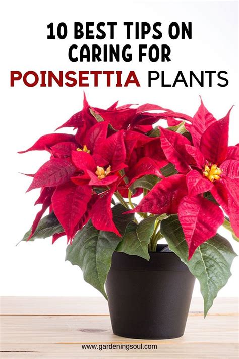 Care for Poinsettias