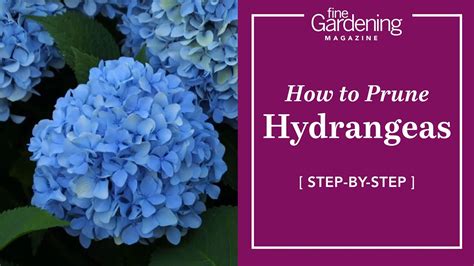 How To Trim Hydrangea Potted Plant At Chastity Dowling Blog How To Trim Hydrangea Potted Plant At Chastity Dowling Blog