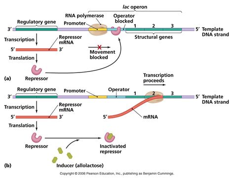 Lac Operon Diagram Explained