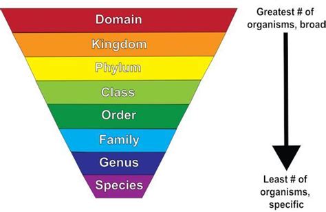 Levels Of Classification In Order From Broadest To Most Specific At Levels Of Classification In Order From Broadest To Most Specific At