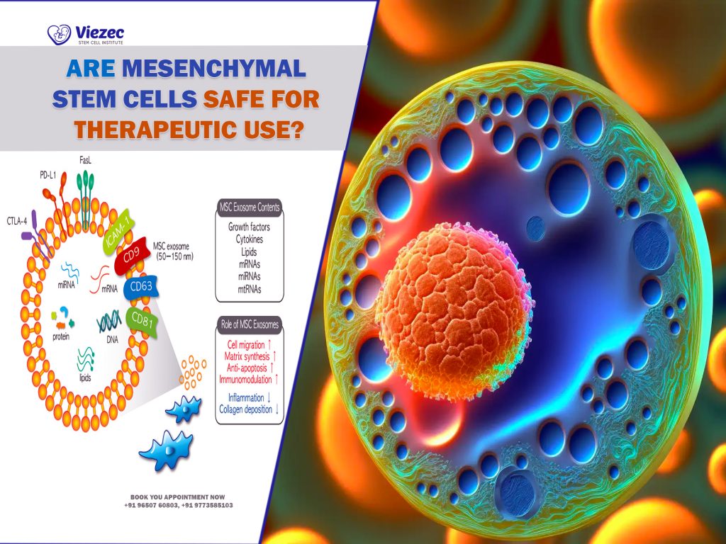 Mesenchymal Stem Cell Updates