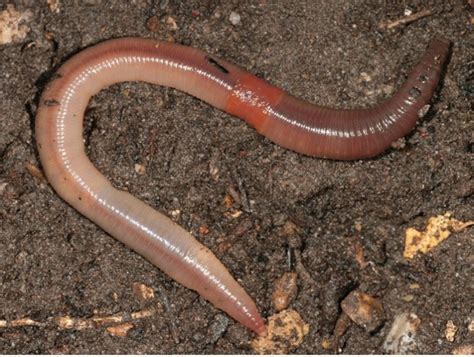 Night Crawler Worm