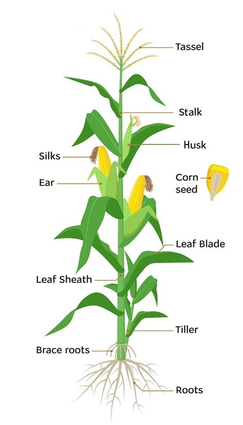Corn Plant Parts Explained