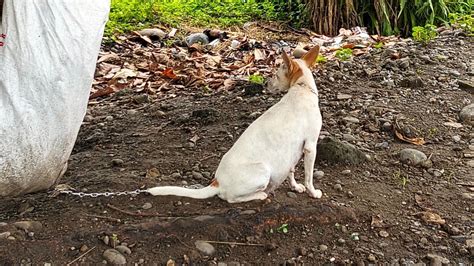 Petition Stop Animal Abuse Philippines Change Org
